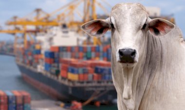 Enquanto exportações desaceleram, o boi gordo volta a subir