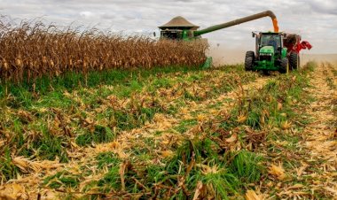 Produtores aumentam venda de milho safrinha em julho