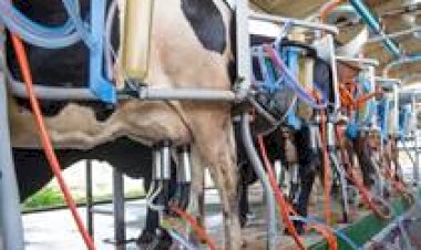 Queda dos insumos reduz custo da produção de leite