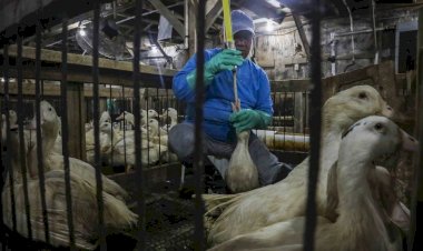 ABPA defende padrões brasileiros de bem-estar animal após proibição do foie gras