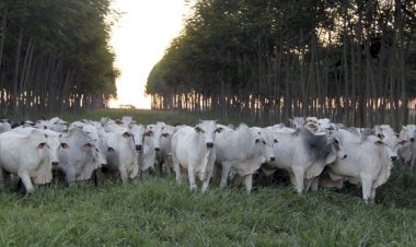 Plano Safra amplia oportunidades para a ILPF