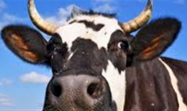 Vacas viram tokens e ampliam acesso ao crédito