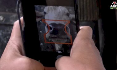 Biometria do focinho pode revolucionar a identificação individual de bovinos no Brasil
