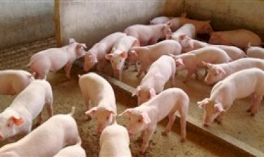 Carne suína não vive bom momento, mas 'céu de brigadeiro' vai voltar, segundo ABCS
