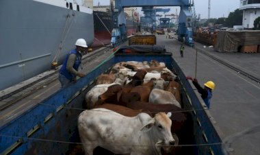 Projeto que proíbe exportação de gado vivo gera reação de pecuaristas no Tocantins