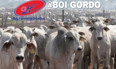 Boi gordo: compradores resistem e arroba tem movimentos distintos