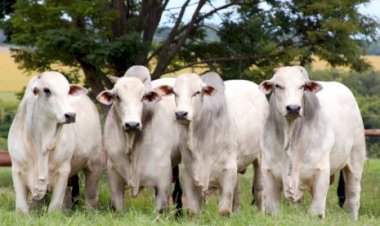 Imea aponta queda no interesse de pecuaristas de MT pelo confinamento