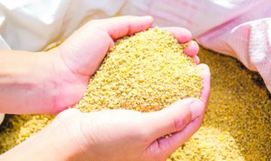 Criadores poderão comprar sorgo, farelo de soja e outros insumos pelo programa da Conab
