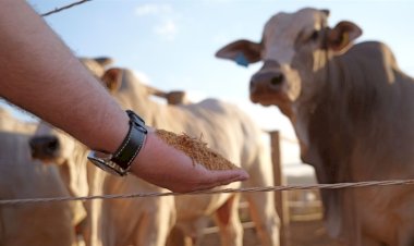 Estudo testa DDGS de sorgo na alimentação de bovinos