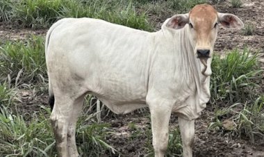 Preço do bezerro sobe pelo menos 20porcento em um ano: alta vai continuar?