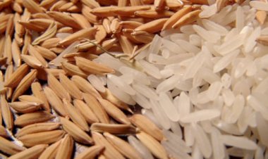 Preço do arroz em casca sobe no Rio Grande do Sul