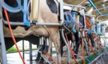 Ciência, genética e leite A2 impulsionam nova era da pecuária leiteira no Ceará