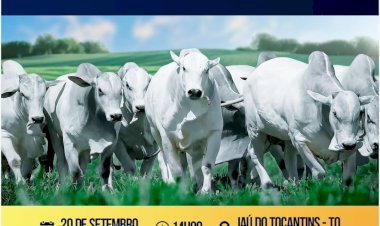 Leilão de touros Nelore Jal