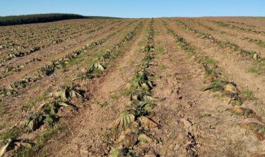 Entidades do agro pedem “senso de urgência” na implementação da MP das dívidas rurais