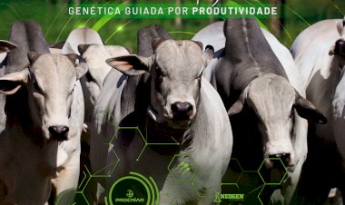 LEILÃO PRECODIDADE MÁXIMA - AGRO PONTIERI