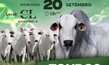 4º LEILÃO PRESENCIAL NELORE PAU D'ALHO