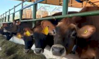 RS pode perder 94porcento dos produtores até 2051: sucessão, custos e quem fica no leite