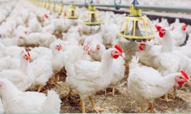 Exportações de carne de frango avançam 24,8porcento em agosto