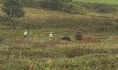 Vacas morrem eletrocutadas durante temporal no interior de SP; entenda os riscos