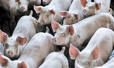 SUÍNOS: Cotações do vivo têm movimentos distintos