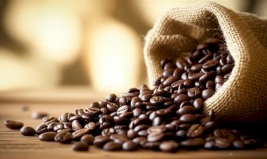 Clima favorável no campo: Chuvas nas regiões produtoras estimulam floradas do café e impactam mercado