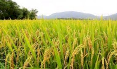 Plantas daninhas desafiam cultivo de arroz irrigado