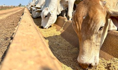Expedição PeseBem Goiás chega a 20 confinamentos visitados