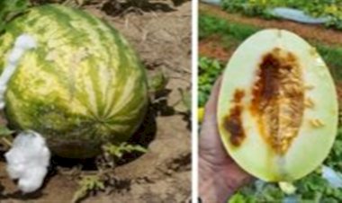 Sementes contaminadas ampliam risco para cucurbitáceas