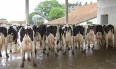 Paraná: Francisco Beltrão está realizando o maior abate preventivo de gado da sua história