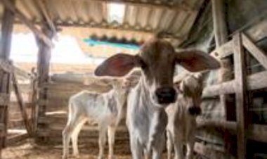 Vaca dá à luz bezerros trigêmeos no ES e surpreende produtor: 