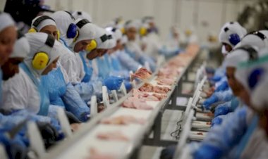 Preço dos ovos cai enquanto frango supera carne suína pela primeira vez em 22 anos