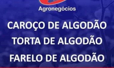 Quando a umidade pede pausa na colheita do algodão