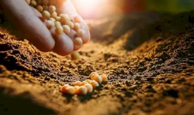 Corteva e Inari fecham acordo e encerram disputa sobre sementes de soja e milho