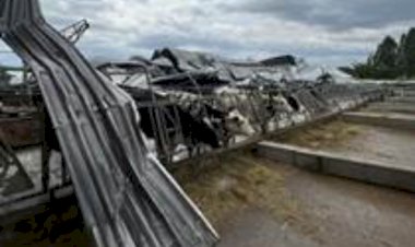 Temporal provoca desabamento de galpão e deixa vacas leiteiras feridas em SC