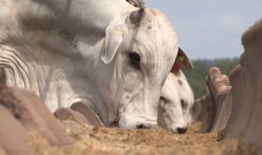 Aumento da demanda humana por soro de leite 'empurra' concentrado de soja para a ração animal