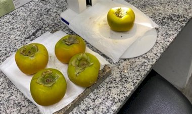 Praga quarentenária é encontrada em carga de caquis da Espanha
