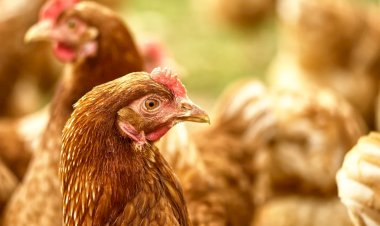 Cidade do Espírito Santo tem 331 galinhas por habitante e lidera produção de ovos no Brasil