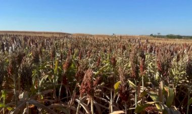 China compra 95,5porcento do sorgo exportado pelo Brasil e abre nova frente para a segunda safra