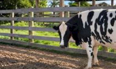 Vaca holandesa de 840 kg surpreende no abate e amplia debate sobre beef on dairy