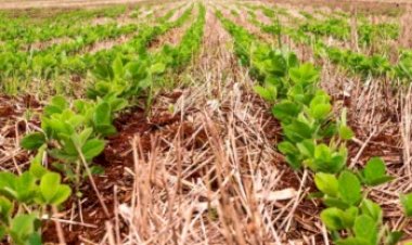 Em plena janela de plantio da soja no Tocantins, cotações do grão e do milho recuam em Chicago