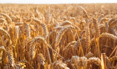 Clima e qualidade do trigo preocupam mercado no Sul