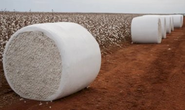 Cotações do algodão caem, mas mercado interno ainda supera exportação