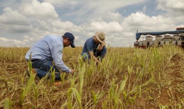 Frísia reforça planejamento e gestão de custos para a safra 2026/2027 no Tocantins