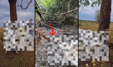 Perigos na Pecuária: Bezerro fica preso no cipó e não resiste ao estresse e lesões