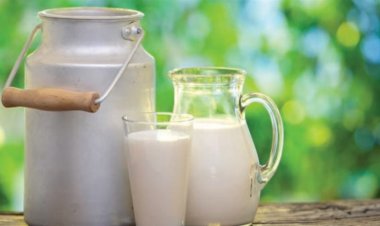 Santa Catarina: Pronampe Leite destina mais de R$ 100 milhões a produtores de leite