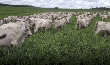 Da África ao Brasil: tecnologia de cerca elétrica pode ajudar a reduzir conflitos entre produção e animais silvestres