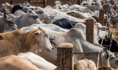 Cerca de 25 cabeças de gado teriam sido furtadas durante a madrugada em Araguacema, 27