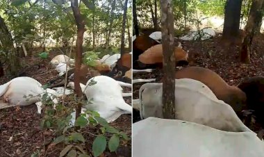 Raio mata 24 cabeças de gado em fazenda no Tocantins durante forte temporal