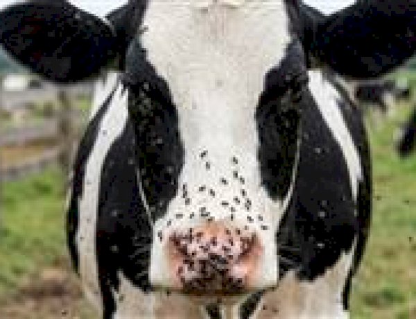Infestação de mosca-do-estábulo paralisa rebanhos e leva produtores ao limite em MS