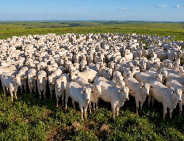 DATAGRO prepara novo indexador do boi gordo para o Rio Grande do Sul